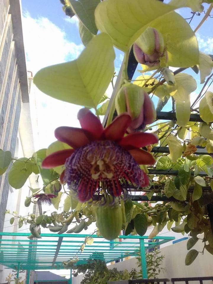 Riad Passiflora Fez Quarto foto